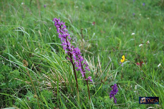 orchis mascula.JPG